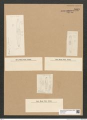Diatomeae indet. Zeichnungen Sammlung Grunow Nr. 5816 (NHMW-BOT-W0374234)